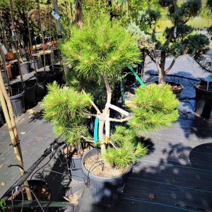 Pinus nigra - Borovica čierna ´AUSTRIACIA´ kont. C30L, výška 100-140 cm - BONSAJ
